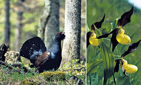 Auerhahn und Frauenschuh Orchideen