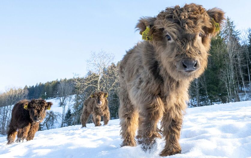 Junge Schottische Hochlandrinder in Ostin