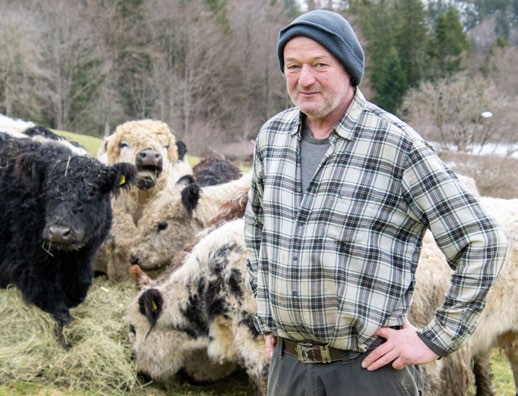 Hans Weber mit den Gallowys vom Bergerhof über Tegernsee