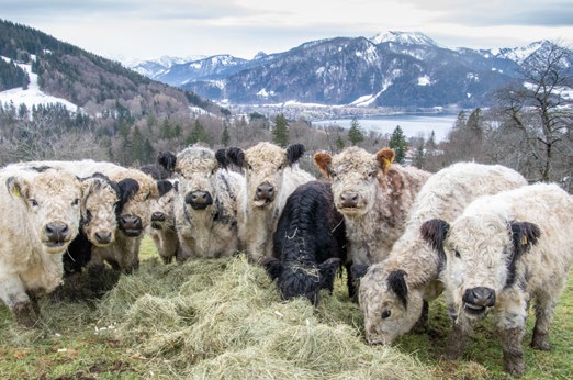 Galoway-Rinder am Bergerhof in Tegernsee