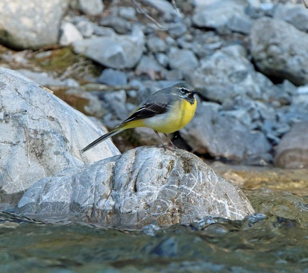 Bachstelze auf einem Stein am Ufer der Weißach